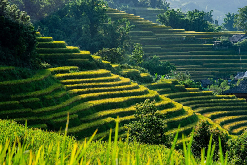 Kokoswasser aus Vietnam: Herkunft, Qualität und was dahintersteckt